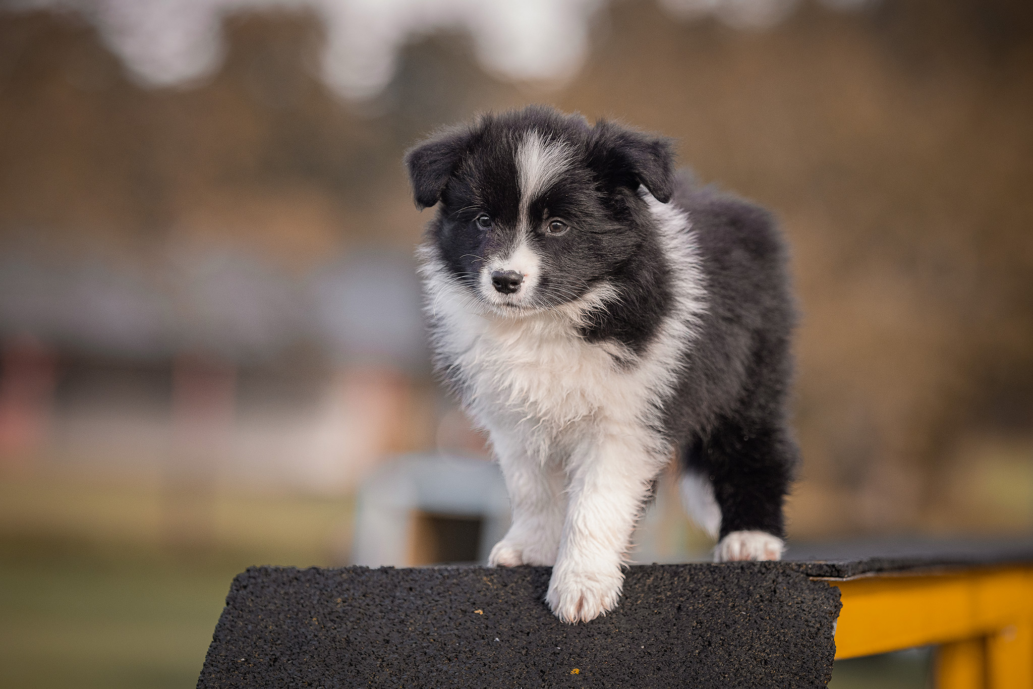 7 Wochen alter Border Collie Welpe auf dem Hundeplatz