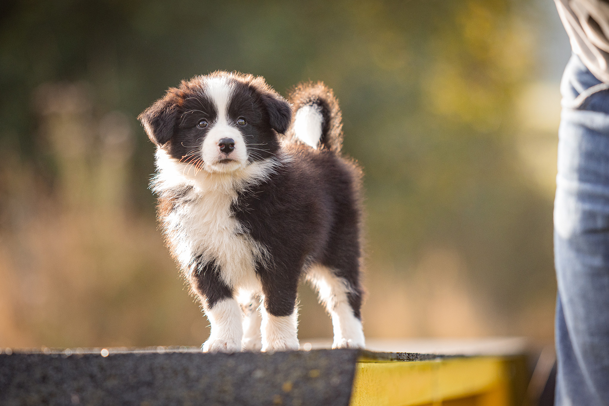 7 Wochen alter Border Collie Welpe auf dem Hundeplatz