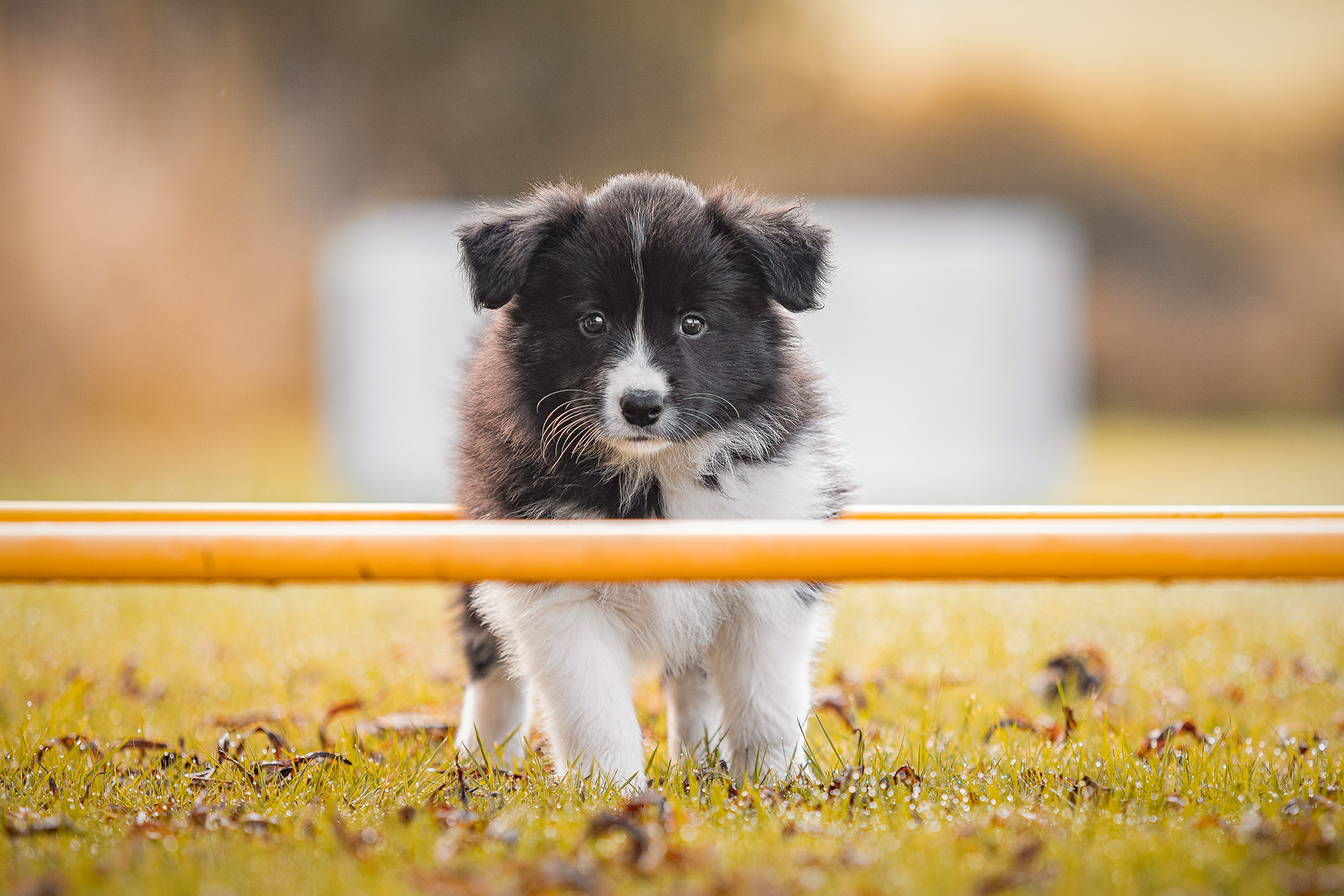 7 Wochen alter Border Collie Welpe auf dem Hundeplatz