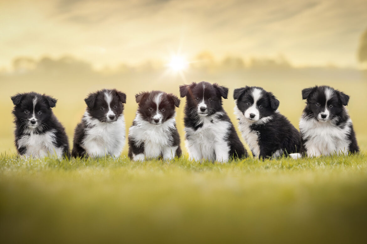 Sechs Border Collie Welpen in der siebten Lebenswoche