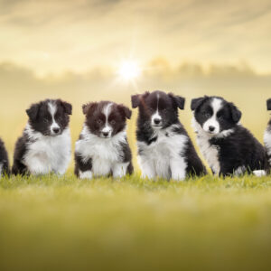 Sechs Border Collie Welpen in der siebten Lebenswoche