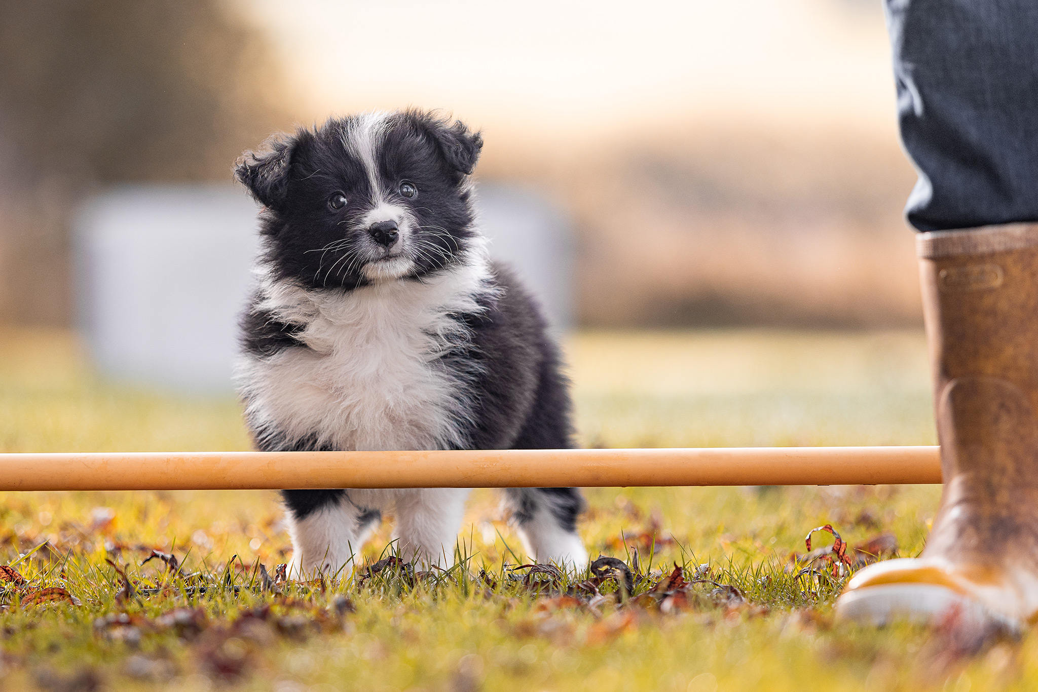 7 Wochen alter Border Collie Welpe auf dem Hundeplatz