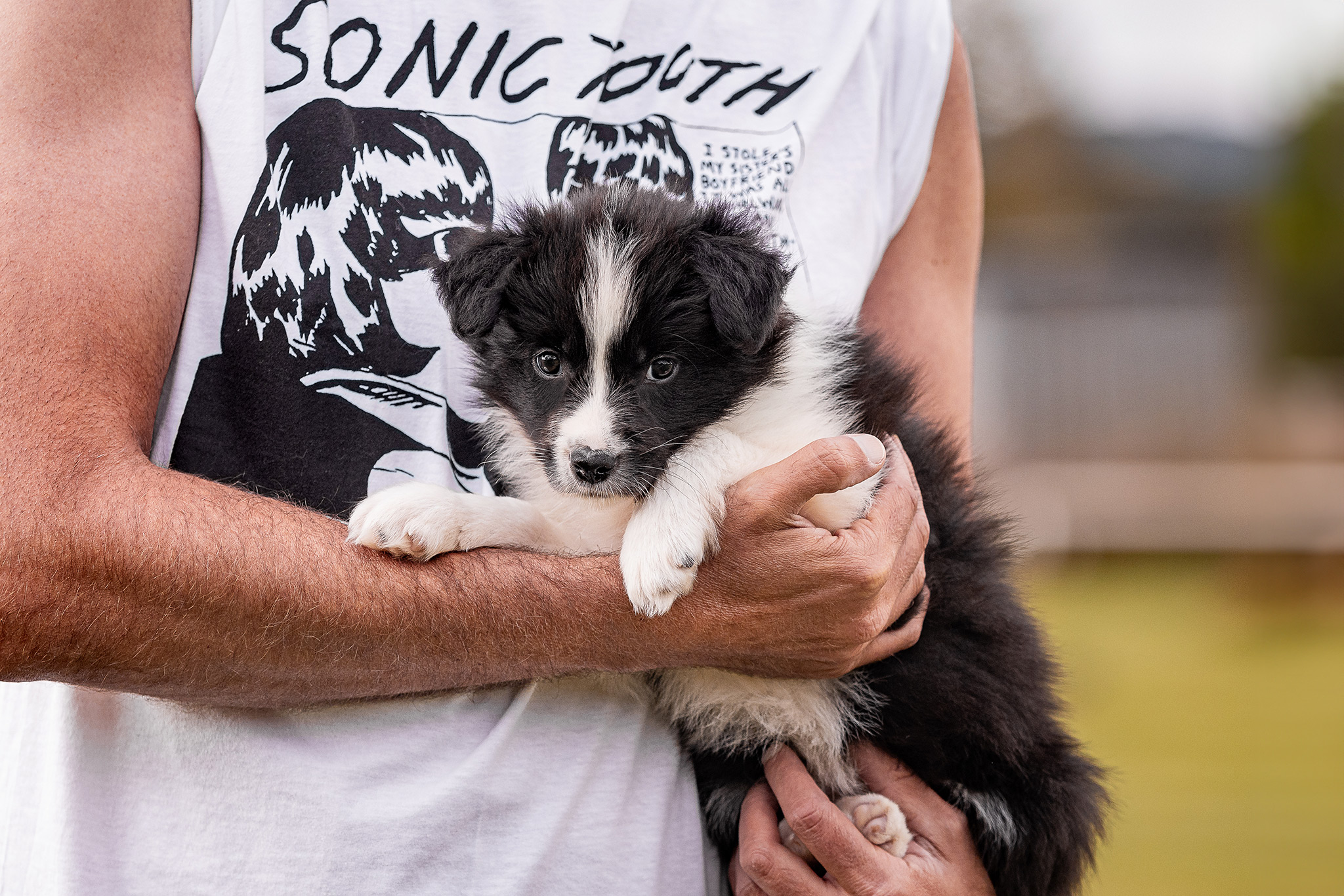 7 Wochen alter Border Collie Welpe auf dem Hundeplatz