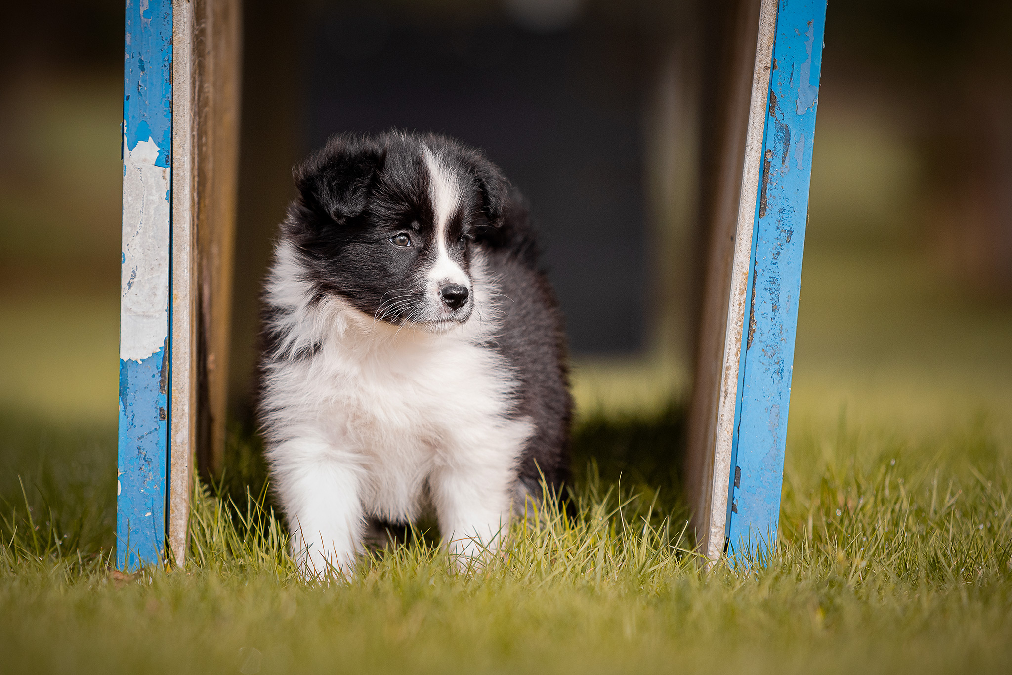 7 Wochen alter Border Collie Welpe auf dem Hundeplatz