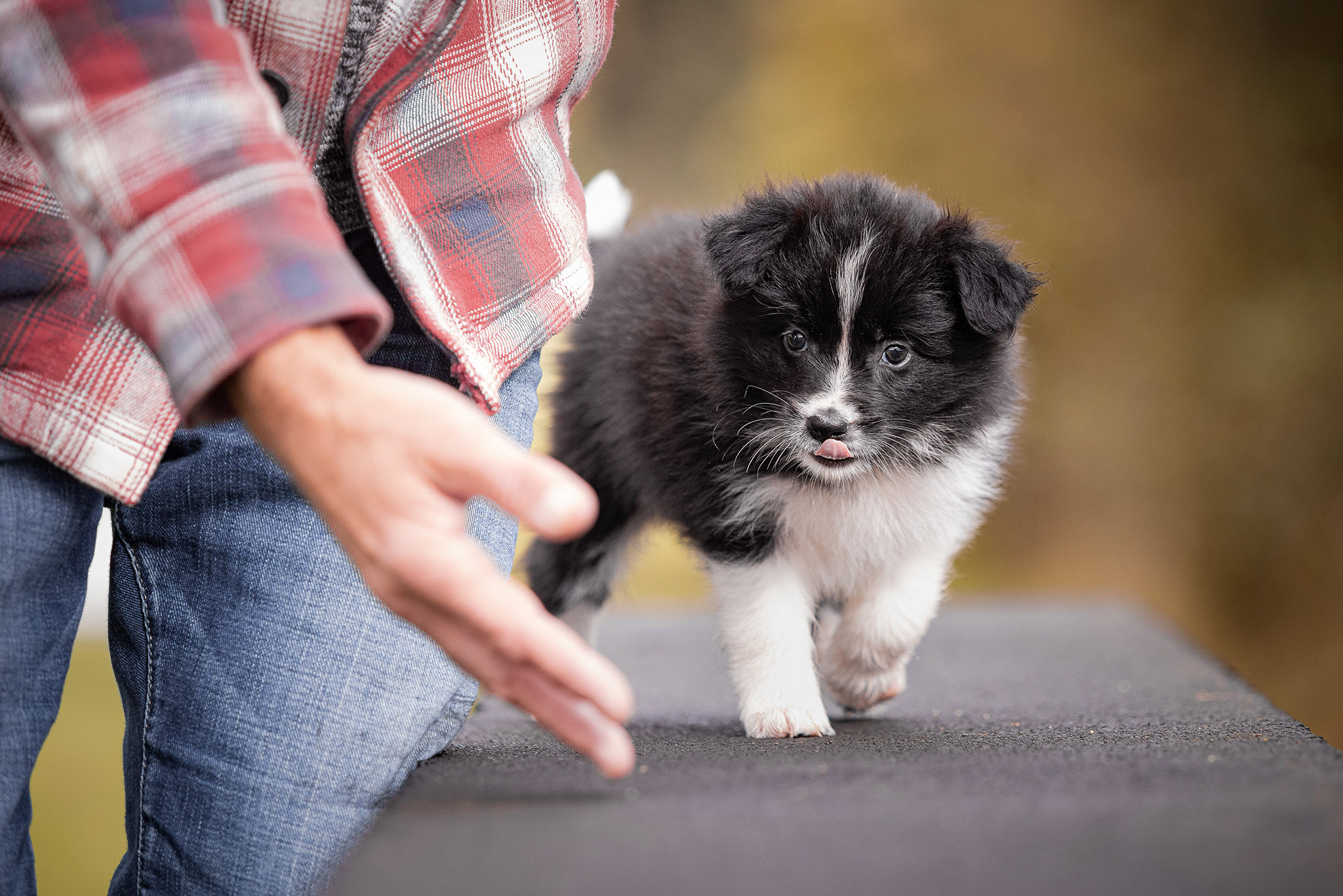 7 Wochen alter Border Collie Welpe auf dem Hundeplatz