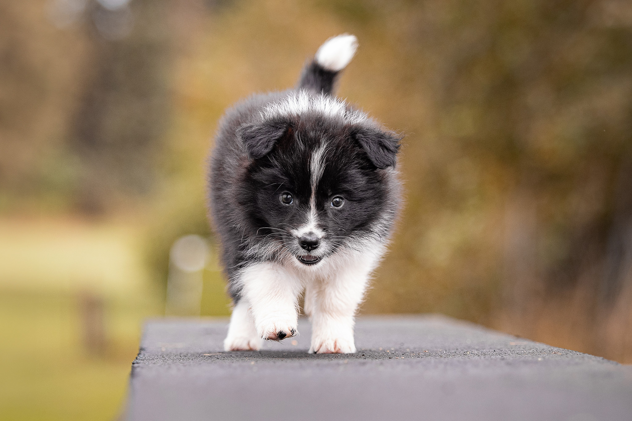 7 Wochen alter Border Collie Welpe auf dem Hundeplatz