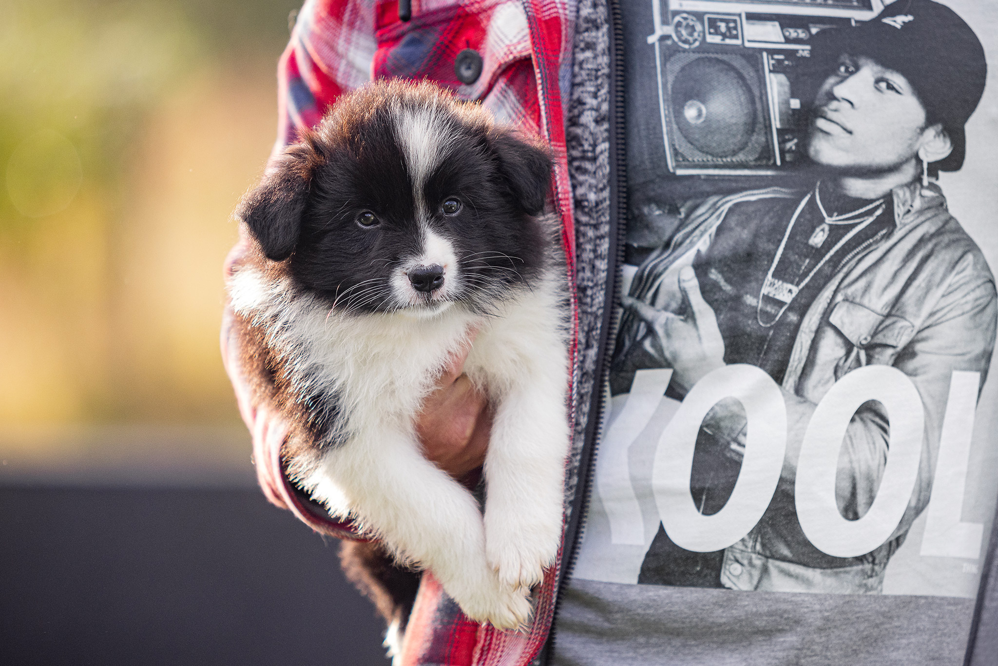 7 Wochen alter Border Collie Welpe auf dem Hundeplatz