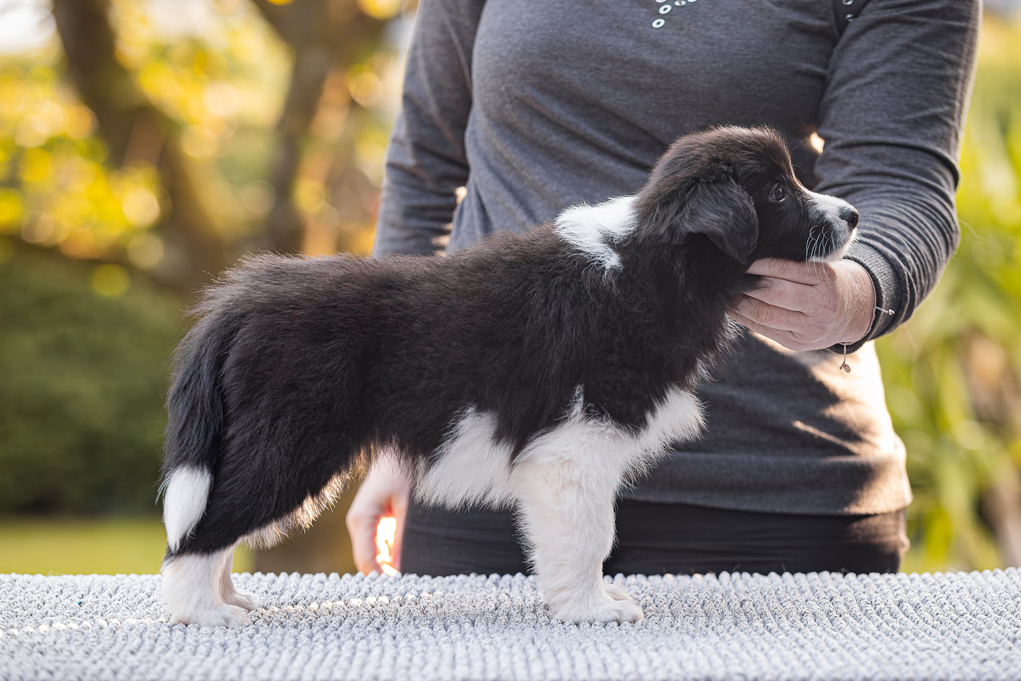 7 Wochen alter Border Collie Welpe auf dem Hundeplatz