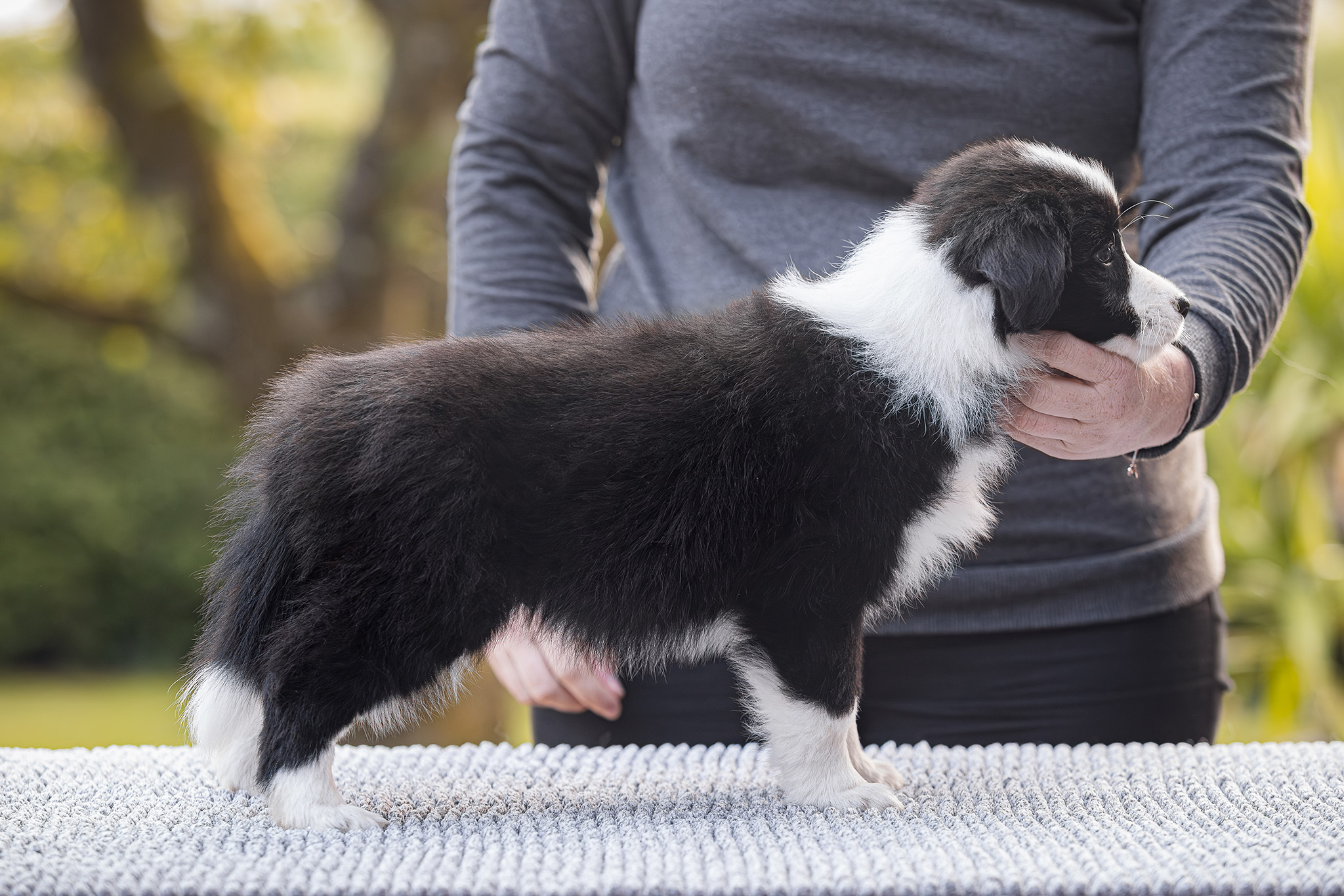 7 Wochen alter Border Collie Welpe auf dem Hundeplatz