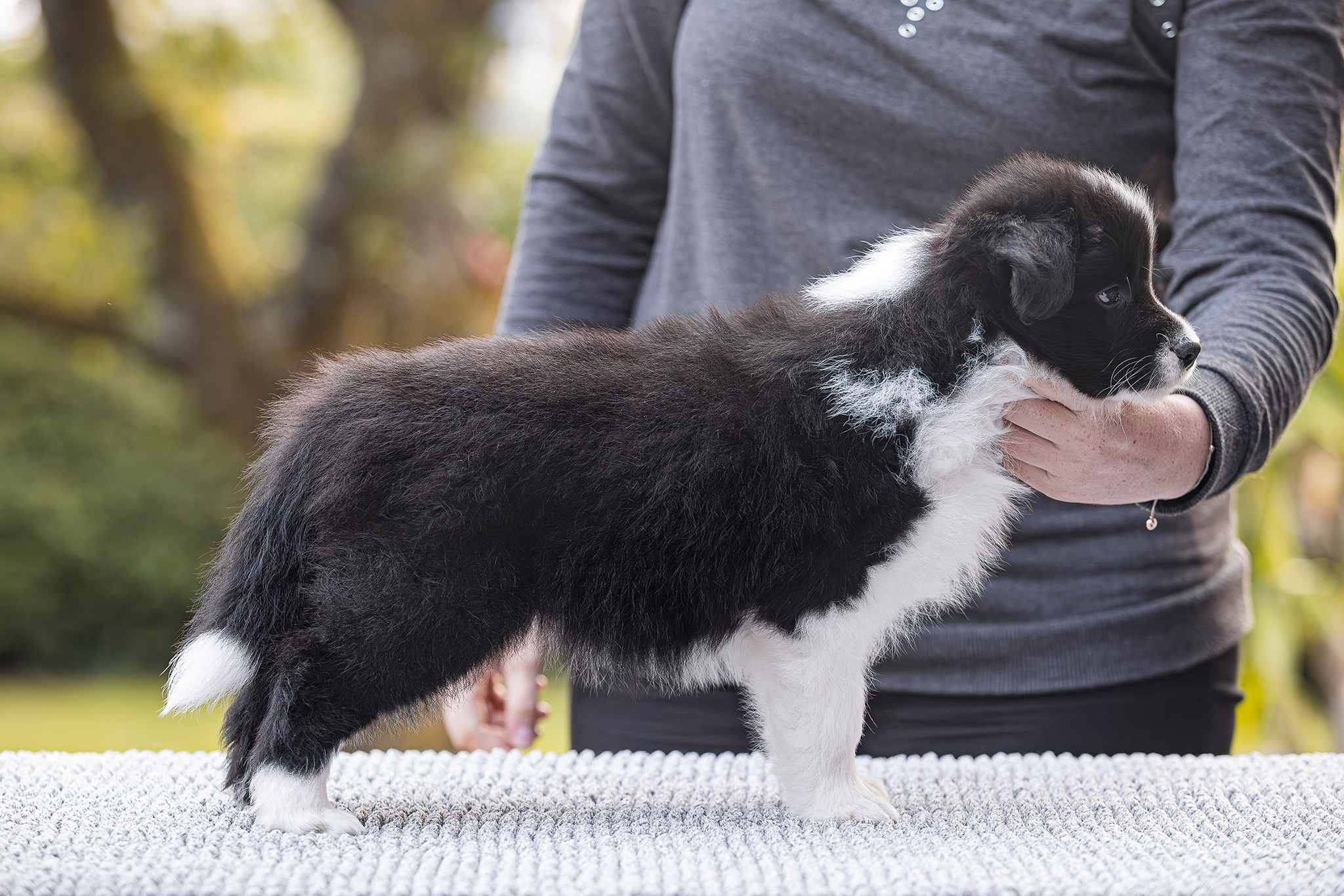 7 Wochen alter Border Collie Welpe auf dem Hundeplatz