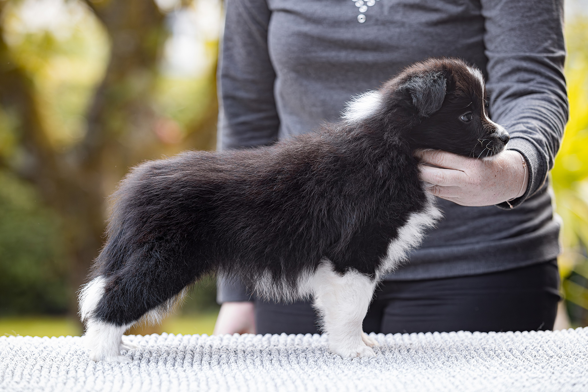 7 Wochen alter Border Collie Welpe auf dem Hundeplatz