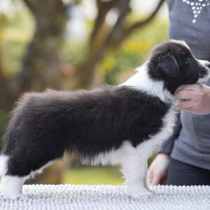 7 Wochen alter Border Collie Welpe auf dem Hundeplatz