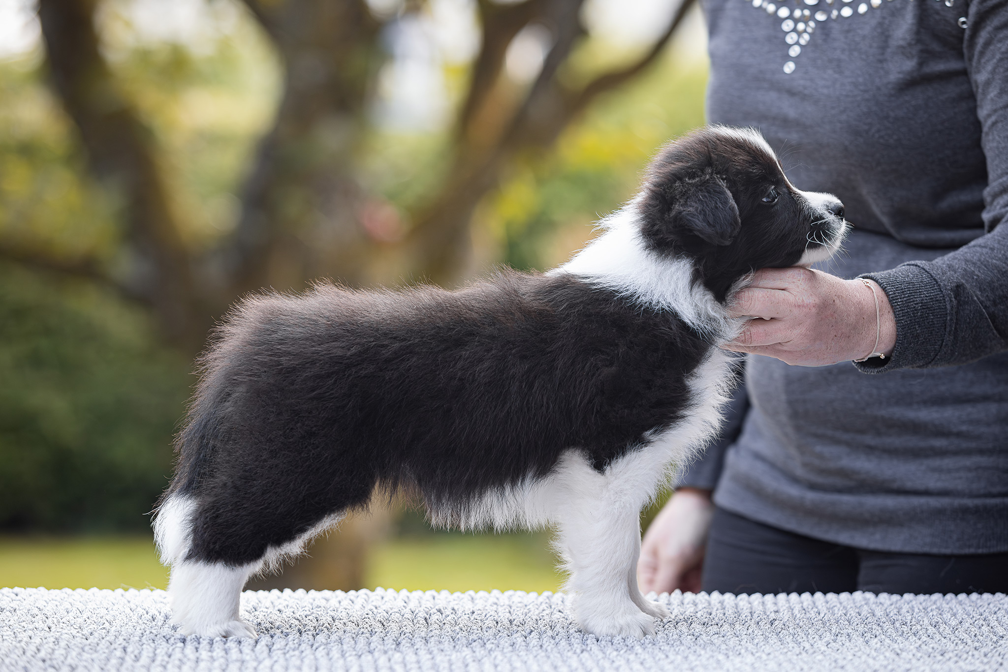 7 Wochen alter Border Collie Welpe auf dem Hundeplatz