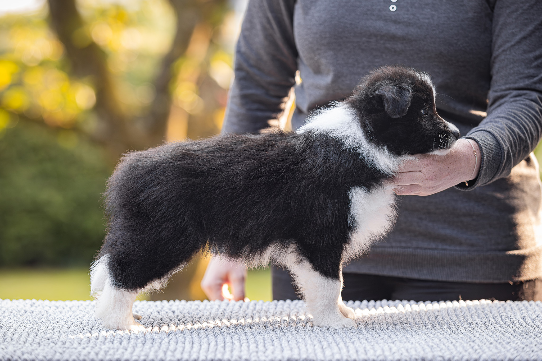 7 Wochen alter Border Collie Welpe auf dem Hundeplatz