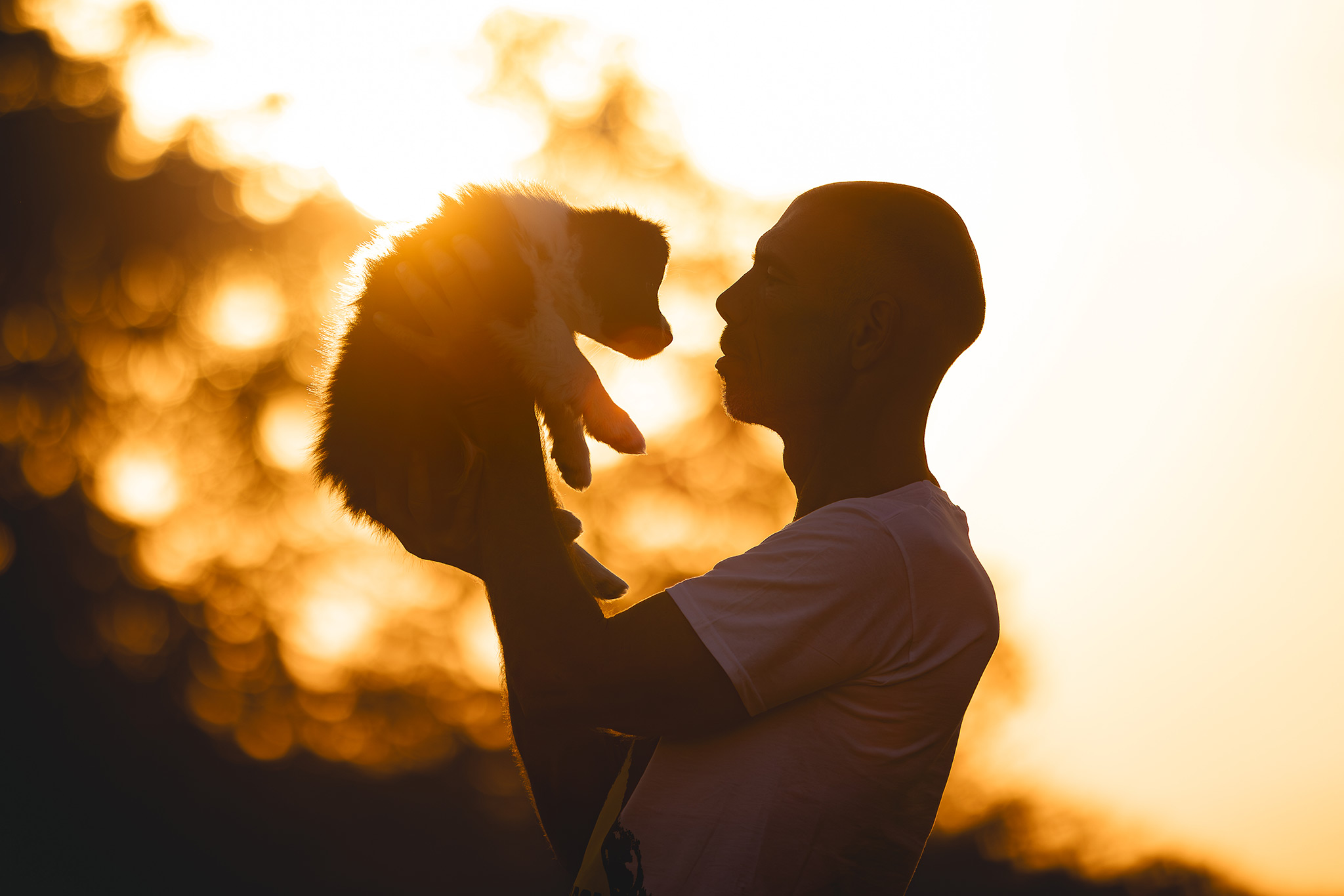 Züchter mit einem Border Collie Welpen bei Sonnenuntergang