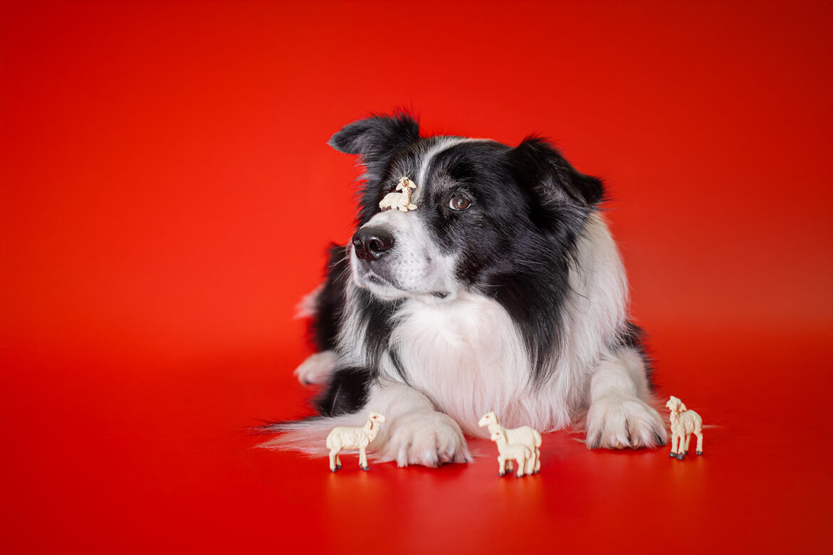 Der 4. Advent bei den Broadmeadows Border Collies