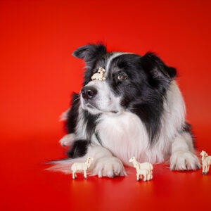 Der 4. Advent bei den Broadmeadows Border Collies