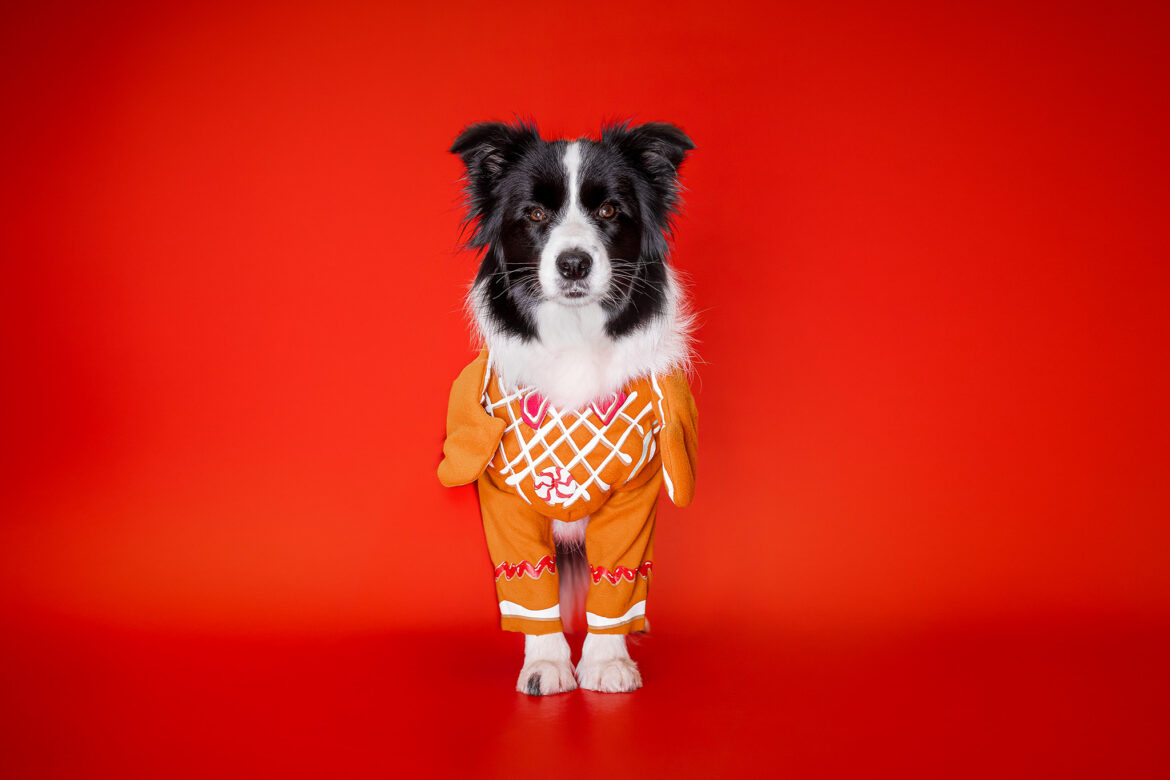 Der 2. Advent bei den Broadmeadows Border Collies