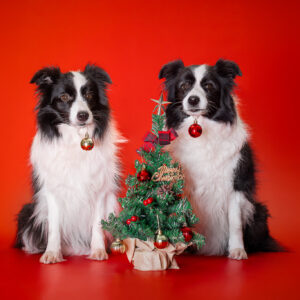 Der 3. Advent bei den Broadmeadows Border Collies