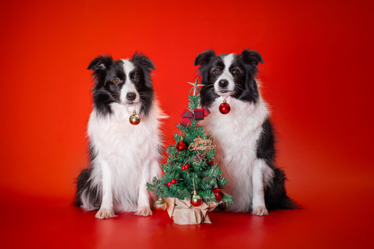 Der 3. Advent bei den Broadmeadows Border Collies