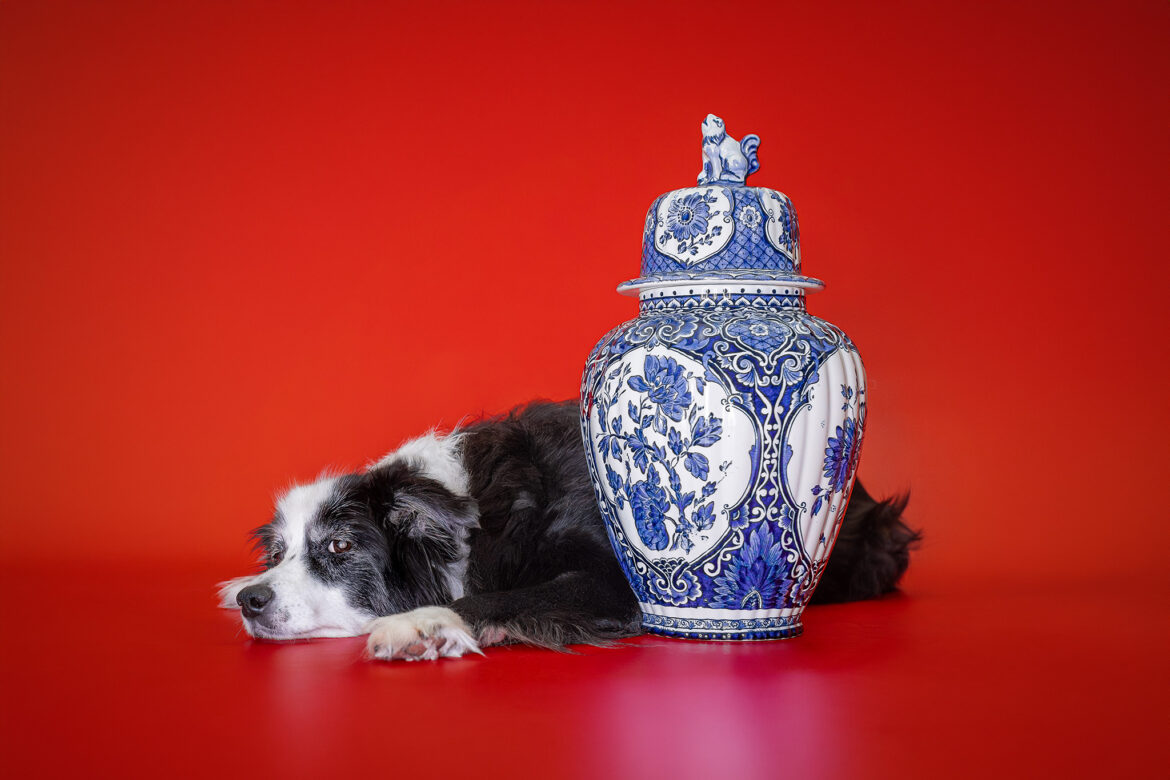 Der 1. Advent bei den Broadmeadows Border Collies