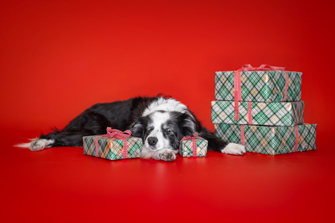 Weihnachten bei den Broadmeadows Border Collies