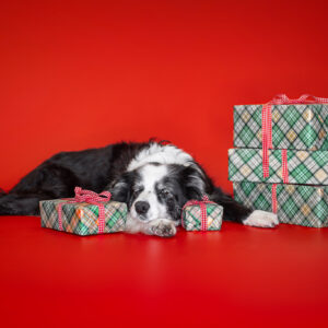 Weihnachten bei den Broadmeadows Border Collies