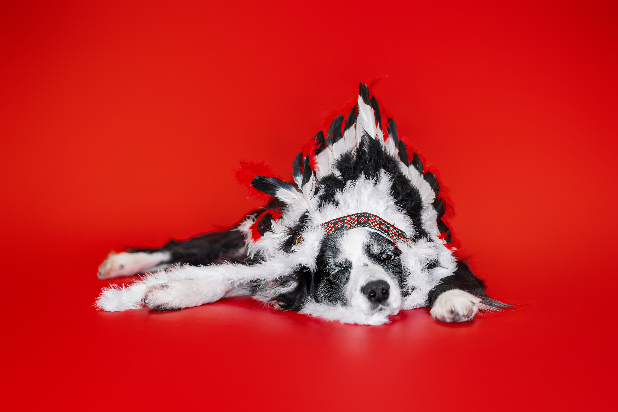 Silvesterparty bei den Broadmeadows Border Collies