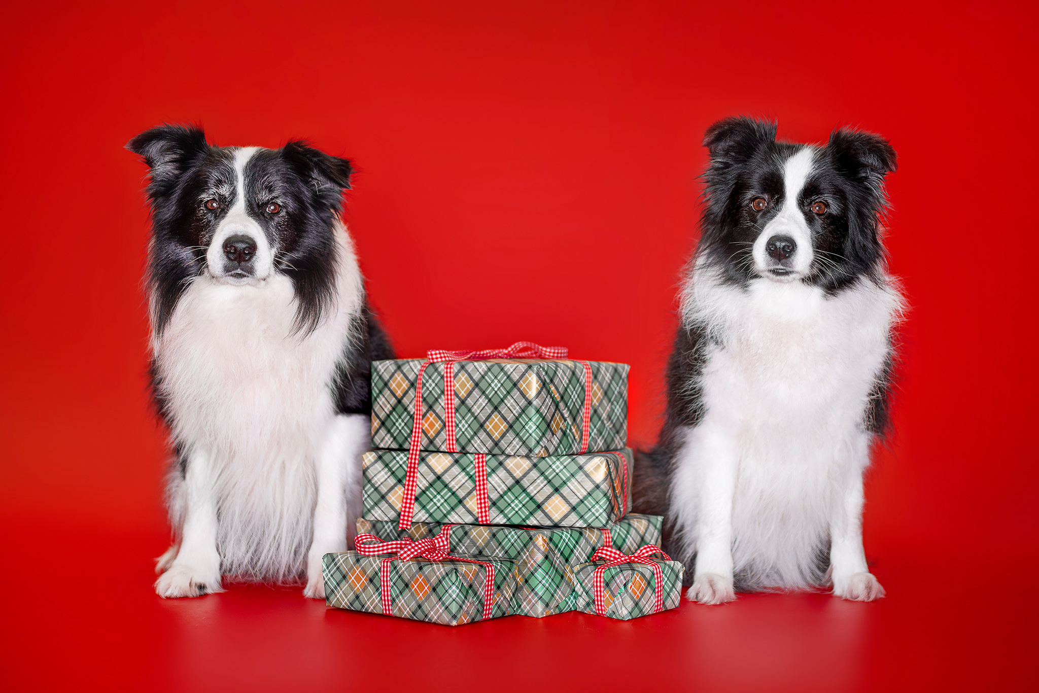 Weihnachten bei den Broadmeadows Border Collies