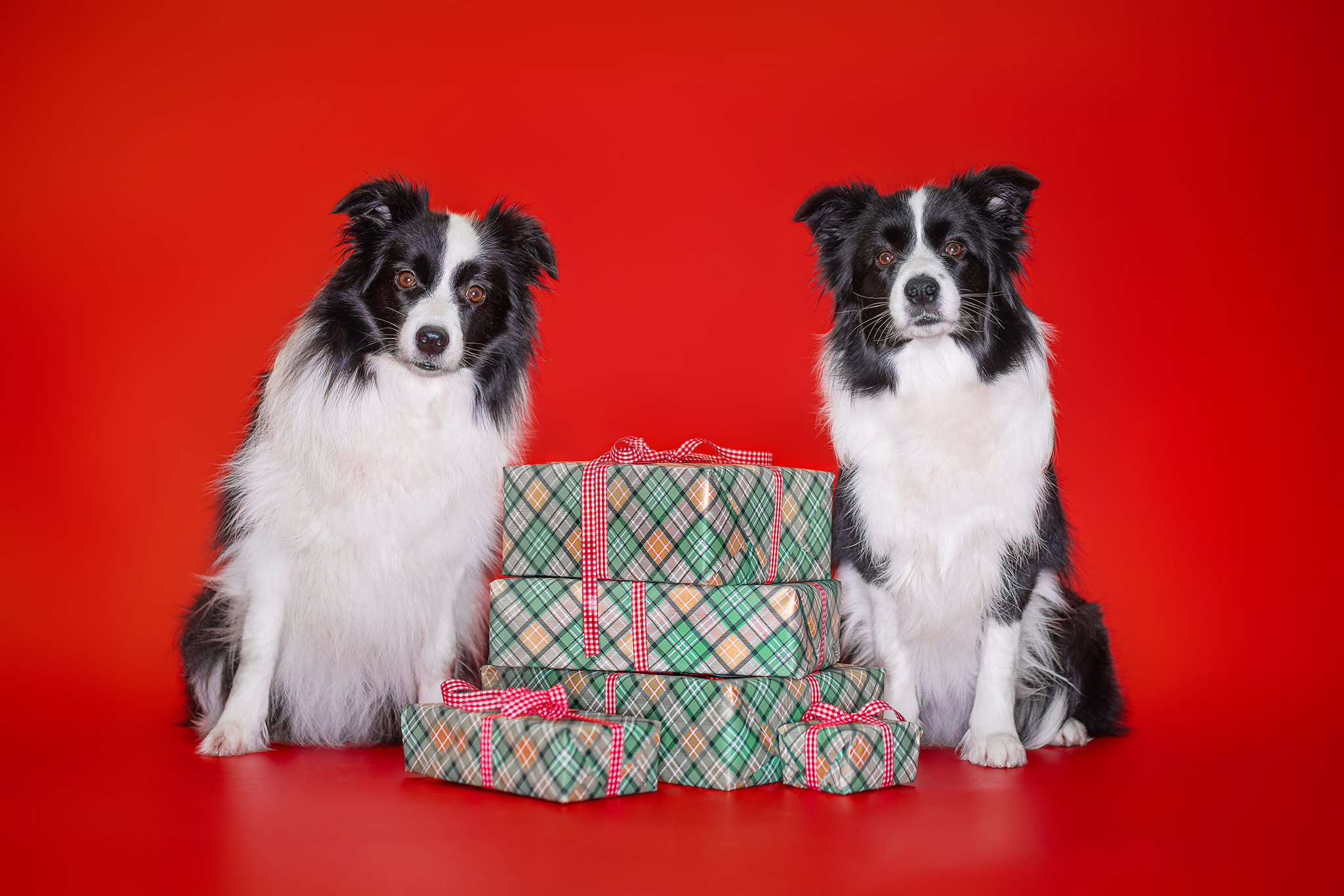 Weihnachten bei den Broadmeadows Border Collies