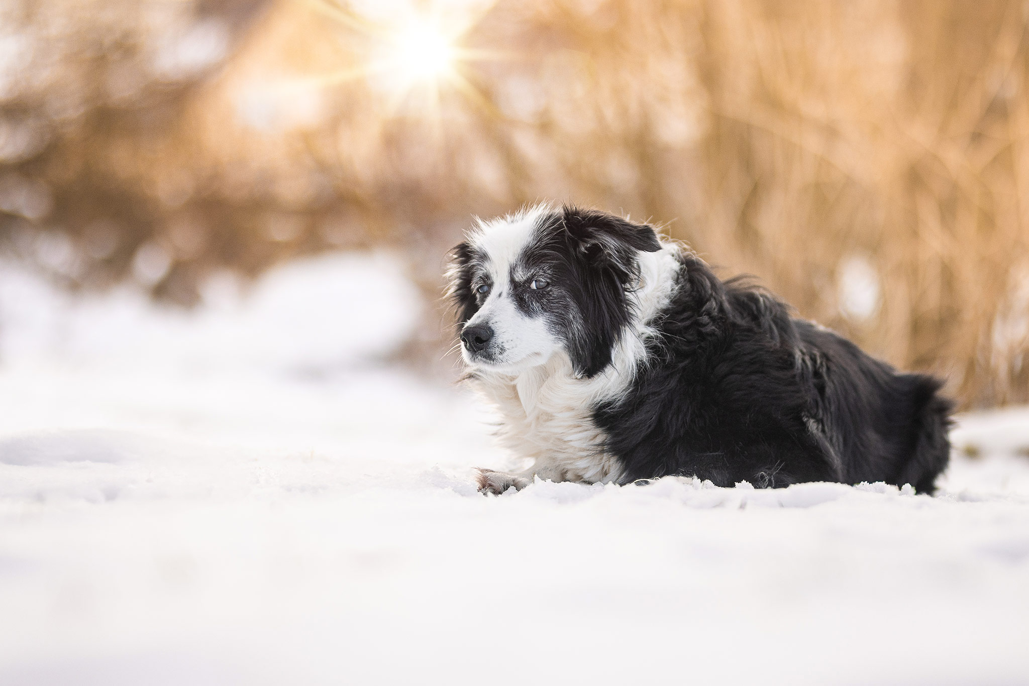 15 Jahre alte Border Collie Hündin, die an Demenz leidet, an einem Wintertag im Schnee