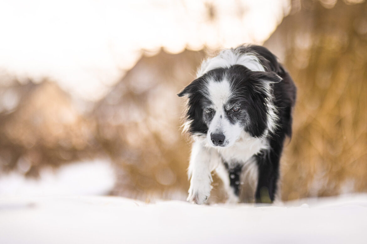 15 Jahre alte Border Collie Hündin, die an Demenz leidet, an einem Wintertag im Schnee