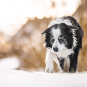 15 Jahre alte Border Collie Hündin, die an Demenz leidet, an einem Wintertag im Schnee