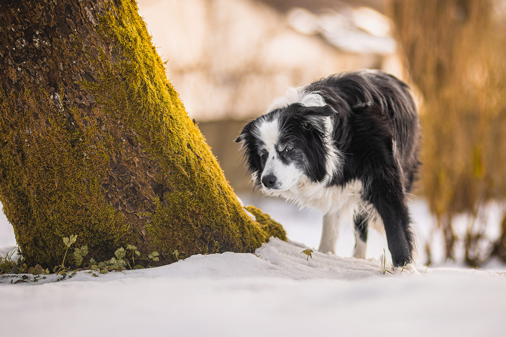 15 Jahre alte Border Collie Hündin, die an Demenz leidet, an einem Wintertag im Schnee