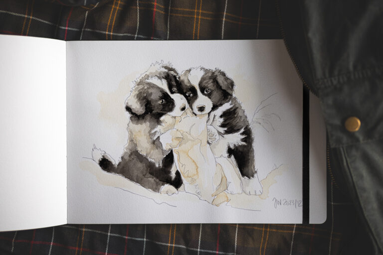 Aquarellierte Bleistiftzeichnung zweier schwarz-weißer Border Collie Welpen